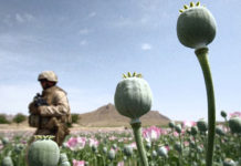 ANOTHER RECORD BREAKING YEAR FOR OPIUM PRODUCTION IN U.S. OCCUPIED AFGHANISTAN