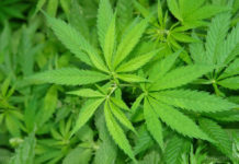 ‘Horrifying’ marijuana sales in British Columbia a wake-up call for regulators