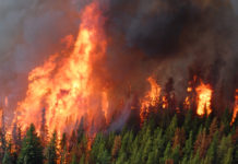 Is BC Doing All It Can to Fight Forest Fires? Bob Mackin