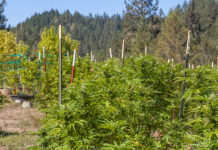 California to Send National Guard to Raid Pot Farms