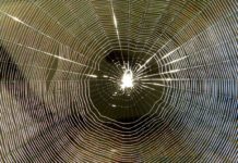 Corey’s Digs – Dissecting Criminal Nests & Webs