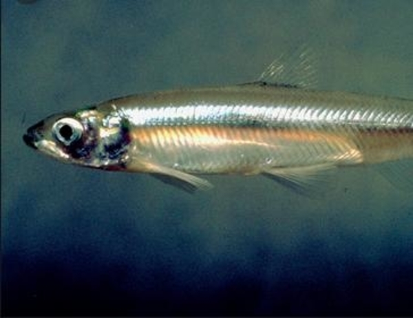 deltasmeltbaitfishnewone