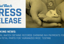Judicial Watch Obtains Records Detailing NIH Purchases of Aborted Fetal Parts for ‘Humanized Mice’ Testing