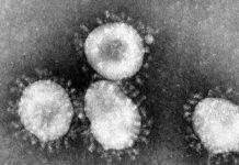 EXCLUSIVE: Coronavirus Study Confirms, with Exception of New York and New Jersey, Overall Mortality Not Much Different Than a Bad Flu Season