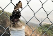 Insanity Rules: Portland man arrested twice for starting multiple brush fires, including one with Molotov cocktail, then released only to start more fires