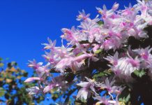 The Malone Institute presents: World Economic Forum Project