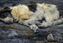 About Face, by Bruce O’Hara