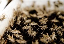Aspire Food Group completes production of manufacturing facility for Crickets, Yum, Yum!