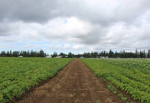 Federal government selling off farmland to be developed