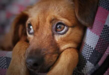 Climate Activists Vow To Slaughter Million of Dogs To ‘Reduce Carbon Pawprint’