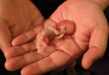 BREAKING: VAERS Data Clearly Shows That the COVID Vaccines Are an Unmitigated Disaster for Pregnant Women