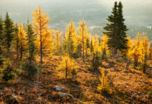 Do you know the worst kept secret in Canadian history? by Maxime Bernier