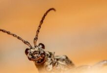 Fake ‘Meat’ Products Linked to Heart Failure Deaths, Study Finds