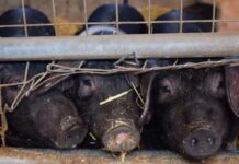 Shocking Revelation: mRNA Clot Shots Secretly Injected into Pigs Across America