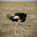 Ostrich