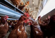 USDA Preparing to Mass Vaccinate Poultry Against Bird Flu — Ignoring Scientific and Public Warnings