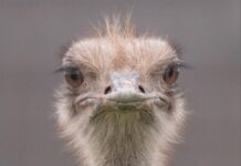 Critical BC Ostrich Farm Update: The Cull Appears Imminent and will Probably Start Early in the Morning