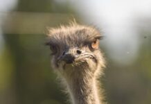 Why the Canada Food Inspection Agency is So Hell Bent on Slaughtering Almost 400 Ostriches