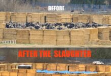 Ostriches Executed for No Good Reason