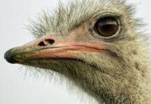 Ostrich UPDATE – All Ostriches were Slaughtered Last Night Under The Cover of Darkness by RCMP Officers with Rifles